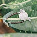White Bracelet
